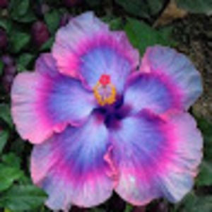 Meet your Posher, Lilly